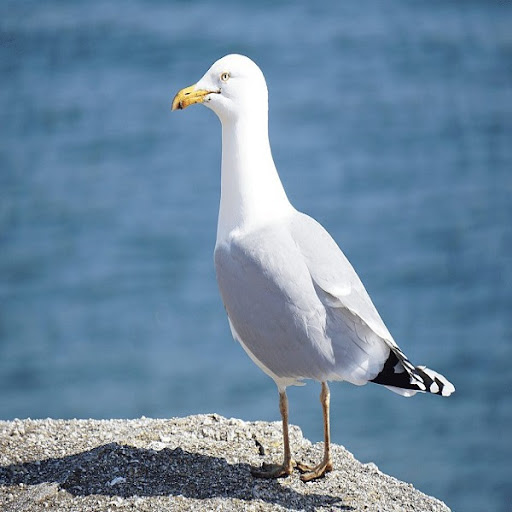 Android application Seagull Sounds screenshort