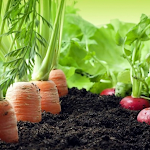 Cover Image of Unduh كيفية زراعة الخضراوات  APK