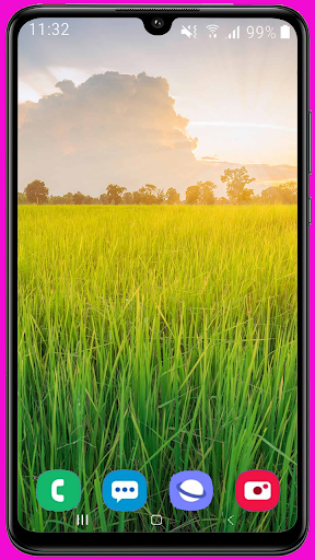 Paddy and Wheat Wallpaper Best HD