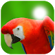 Parrot Photo Frame Download on Windows