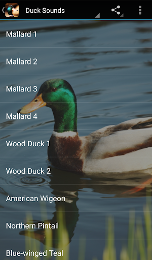 Duck Sounds Screenshot 1 - AppWisp.com