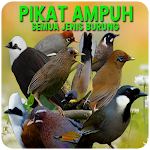 Cover Image of Скачать Pikat Ampuh Semua Burung Terbaru 2021 Offline 2.1 APK
