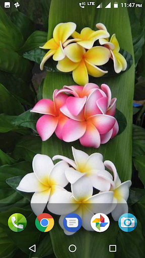 Plumeria Wallpaper