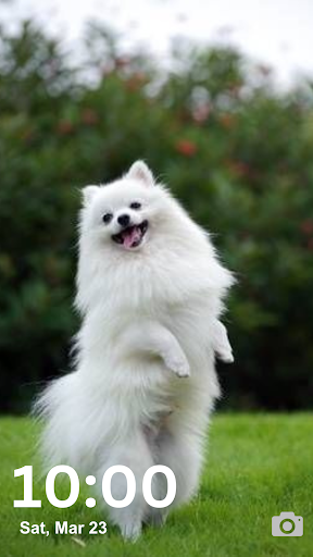 Pomeranian Wallpaper HD and 4K