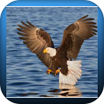 Cover Image of 下载 Eagle  APK