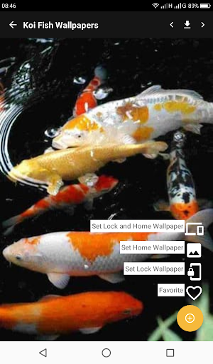Beautiful Koi Fish Wallpapers