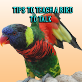 Tips to Teach a Bird to Talk icon