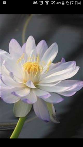 Water Lily Wallpaper HD