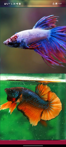Betta Fish Wallpapers Screen 3