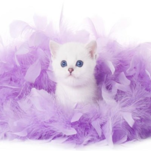 Kitty Wiki - A Cat Library-  一 - AppWisp.com