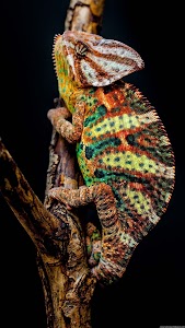 Chameleon Wallpapers Unknown