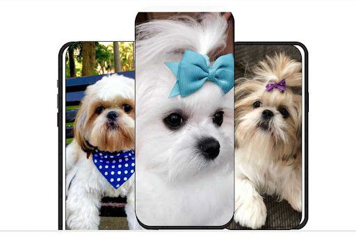 shih tzu dog guide Screen 3