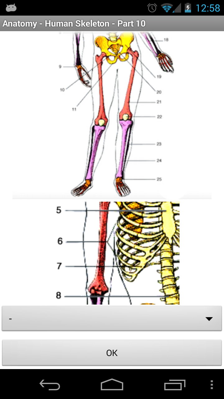 Android application Anatomy - Human Skeleton screenshort