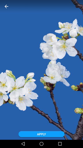 Sakura Flower Live Wallpaper Screen 3