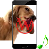 Dog Cleans Screen Wallpaper icon