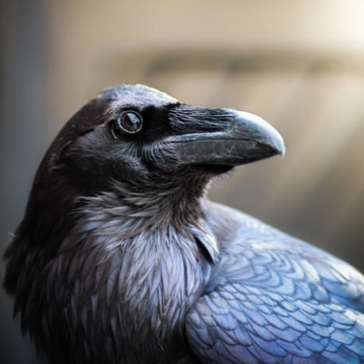 Raven bird sounds logo