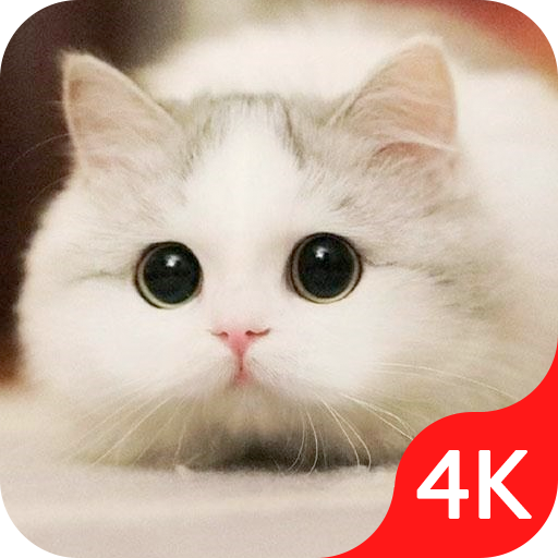 Cute Cat Wallpaper Live HD - Ứng dụng trên Google Play