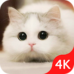 Cover Image of Download Cute Cat Wallpaper Live HD  APK