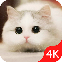 Cute Cat Wallpapers HD Free Kitten Backgrounds 4K