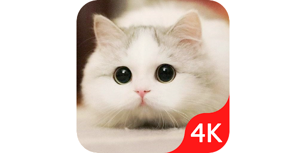 cat wallpaper - Apps on Google Play