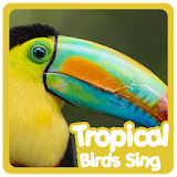 Tropical Birds Sounds icon