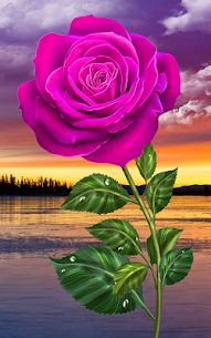 Rose. Magic Touch Flowers For PC installation