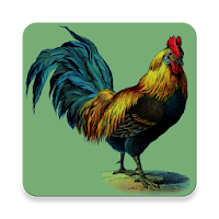 Rooster Alarm and Ringtone Sounds