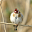Goldfinch claim Download on Windows