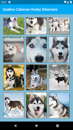 Siberian Husky Jigsaw Puzzles Screen 3