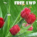 Tulips in Rain Livewallpaper icon