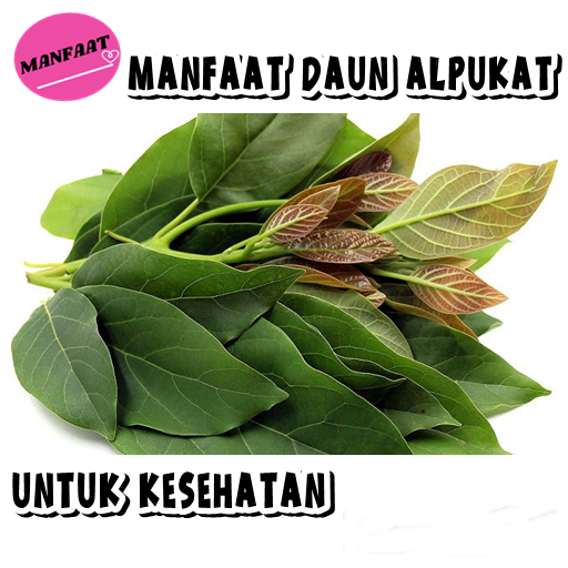 Manfaat Daun Alpukat