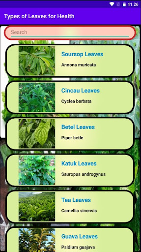 Types of Leaves for Health