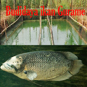 Aquaculture Gurame