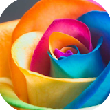 Best Roses Picture icon