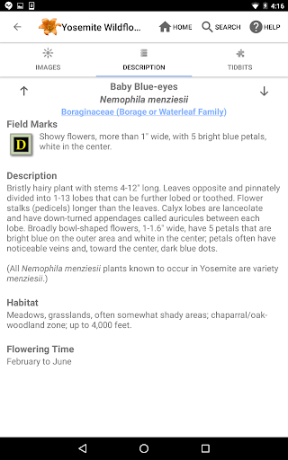 Screenshot of Yosemite Wildflowers