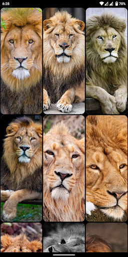 Lion Wallpapers 4K Backgrounds Screen 2