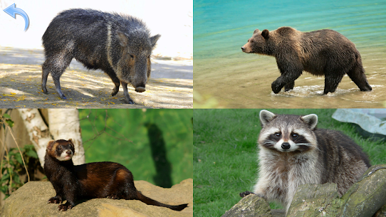 Animals for Kids For PC 3