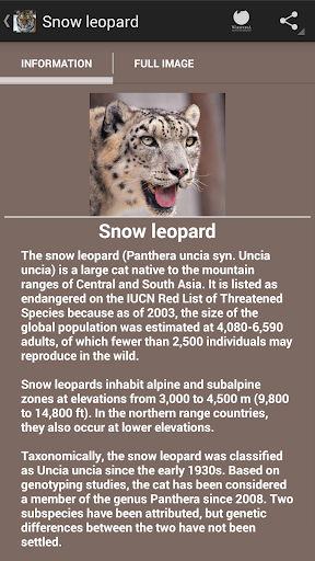 Big cats Screen 3