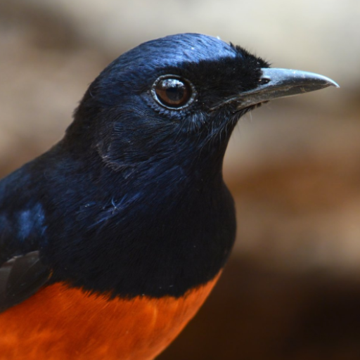 White-rumped shama Sounds logo