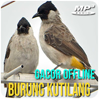 Suara Burung Kutilang 0ffline MP3