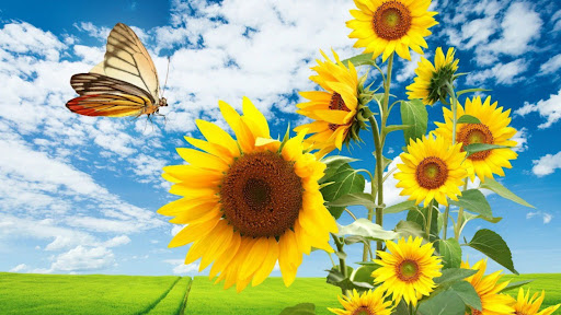 Sunflower Wallpaper Screen 3