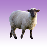 Sheep sounds icon