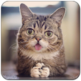 FREE Funny Wallpapers Cat icon