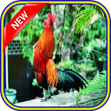Masteran Ayam Ketawa Si Jawara icon