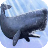 Whale Sounds icon