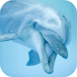 Dolphin Sounds icon