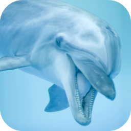 「Dolphin Sounds」圖示圖片