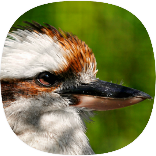 Kookaburra Sounds logo