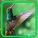 Cover Image of Download Hummingbird Wallpaper  APK