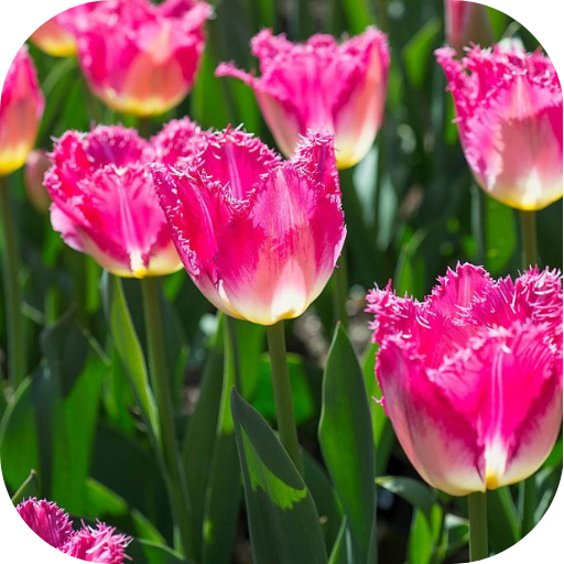 Flower Pictures Download on Windows